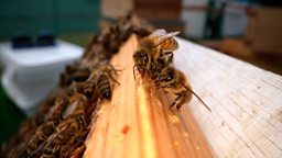 How a new 'superfood' for bees could help our own food security 为蜜蜂研发的一种新型 “超级食物” 如何帮助保障人类自身的食品安全