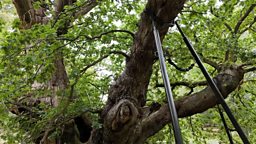 Can DNA of 800-year-old oak help save future forests? 八百岁古橡树的 DNA 能帮助我们拯救未来的森林吗？