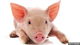 Make a pig's ear of something 把某事弄得一团糟，做得很失败