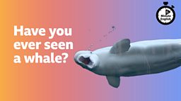 Have you ever seen a whale?