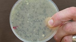 Could zoo poo hold the key to fighting infection? 动物园动物的粪便能为我们带来对抗感染的解药吗？