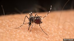 Mosquitoes found in Iceland for first time after record heat 在经历了创纪录的高温后,冰岛首次发现蚊子