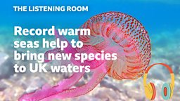 Record warm seas help to bring extraordinary new species to UK waters