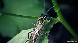 What insects can teach surgeons 昆虫能给外科医生带来哪些启示