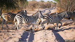 Why are some animals black and white? 为什么有些动物的颜色是黑白相间的？