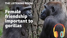 Female friendship important to gorillas 