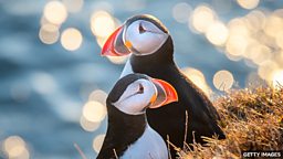 Puffins return to island for first time in at least 25 years 海鹦鹉 25 年来首次回到北爱尔兰海岛
