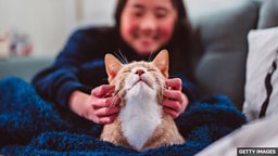 跟宠物互动时常用的动词