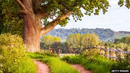 Can trees remember? 树有记忆吗?