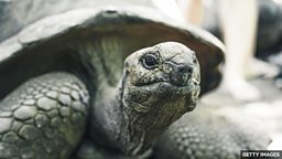 Research reveals tortoises may have optimistic personalities 研究发现乌龟可能具有乐观的性格