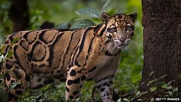 UK charity put 10 endangered species on priority list to help in 2026 英国慈善组织将十个濒危物种列入其2026年优先救助名单
