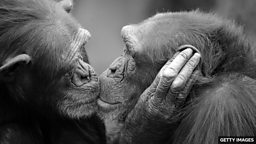 What are the evolutionary origins of kissing? 接吻在进化史上的起源是什么？