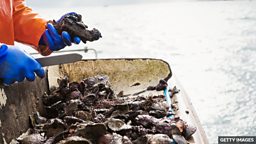 The 'superhero' oyster species helping to clean water 一种能帮助清洁水质的 “超级英雄” 牡蛎