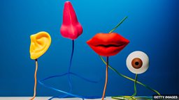 Could humans have 33 senses? 人类可能拥有 33 种感官吗？