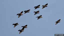 Thousands of starlings form a stunning murmuration 椋鸟群舞:上万只椋鸟构成壮丽奇观