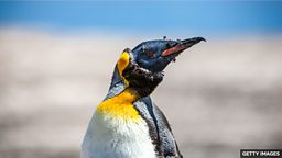Brown spots reveal Antarctic penguin problem 棕色斑块揭示南极企鹅的生存困境