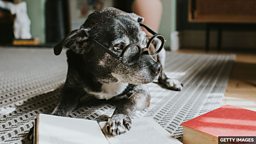 四个包含单词 “dog” 的短语