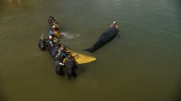 Volunteers training to rescue stranded whales in the UK 英国志愿者接受培训，救援搁浅鲸鱼