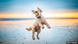 Mixed-breed dogs more badly behaved, vets warn 兽医警告：杂交犬更易出现不良行为