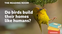 Do birds build their homes like humans? 