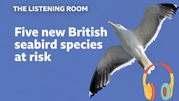 Five new British seabird species at risk