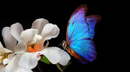 Are flowers nature's master manipulators? 花真是大自然的 “操纵大师” 吗？