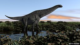 First dinosaur bone from Antarctica found in a drawer 来自南极的首块恐龙骨骼在抽屉中被发现