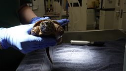 London Zoo soon to allow visitors to watch vets at work 伦敦动物园即将允许参观者观看兽医工作
