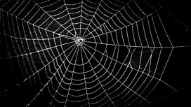 BBC Radio Ulster - Stories in Sound, The Secret Life of Spiders, Spider  Guide - Common House Spider