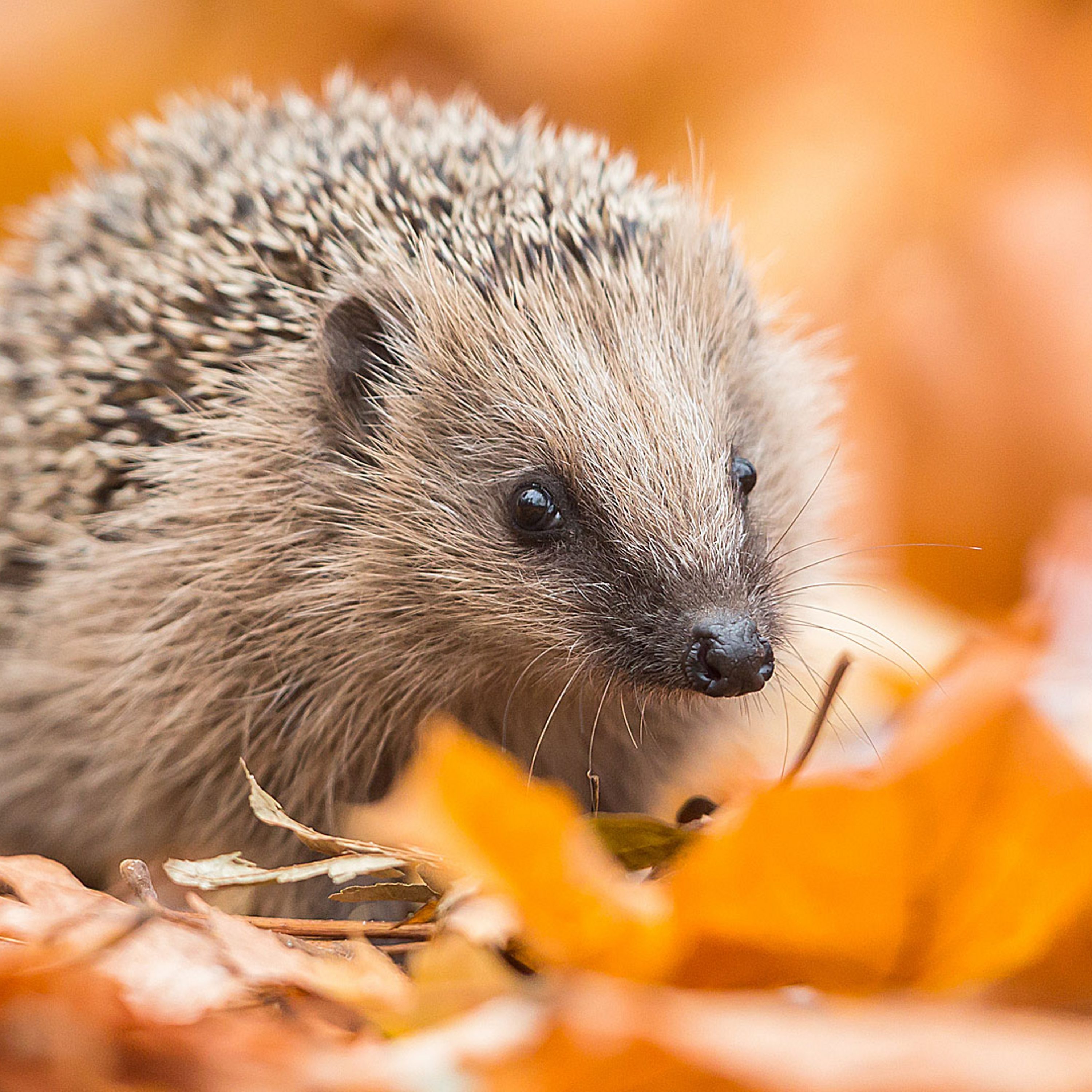 How Do You Stop a Hedgehog Invasion?