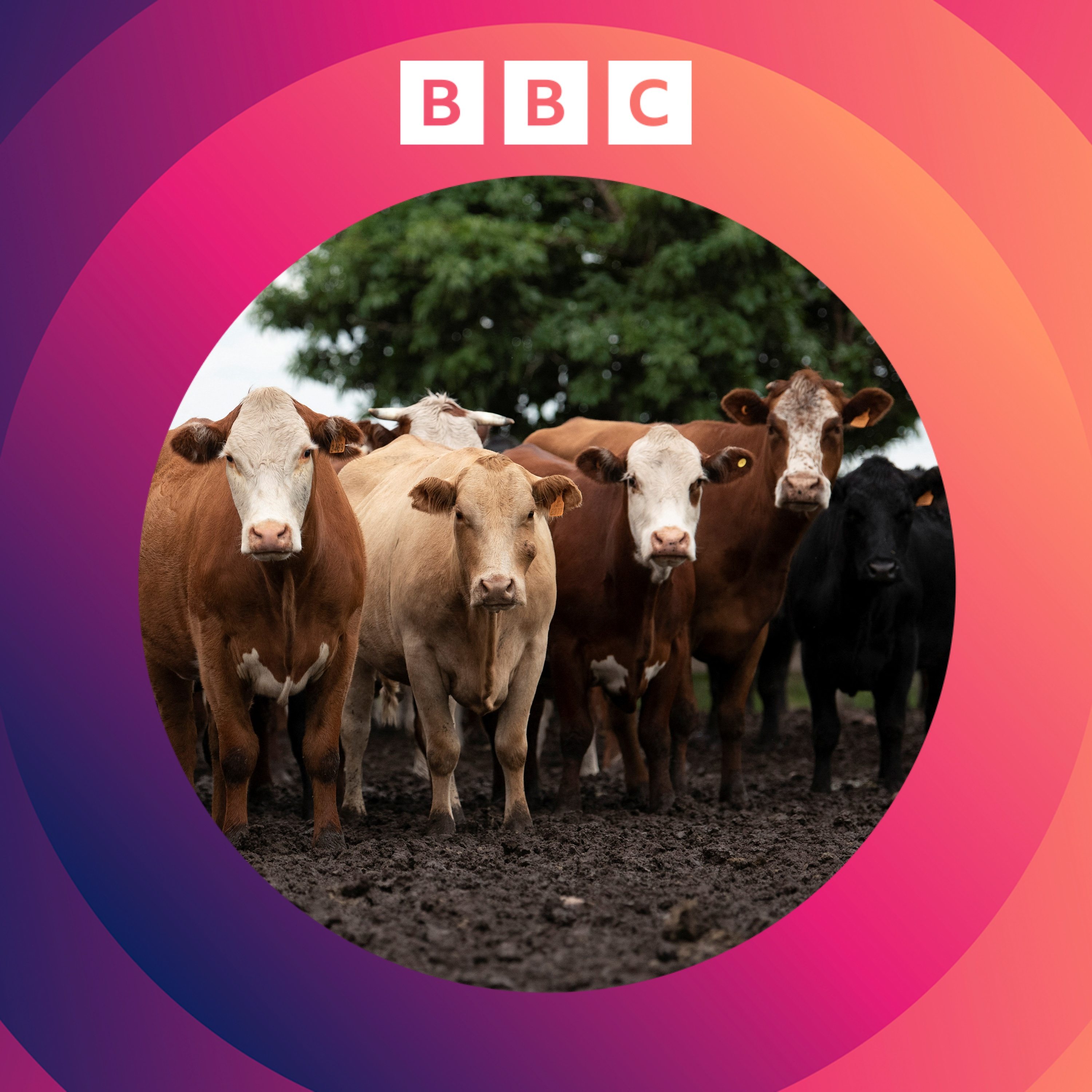 Are there any quick fixes to the climate crisis?