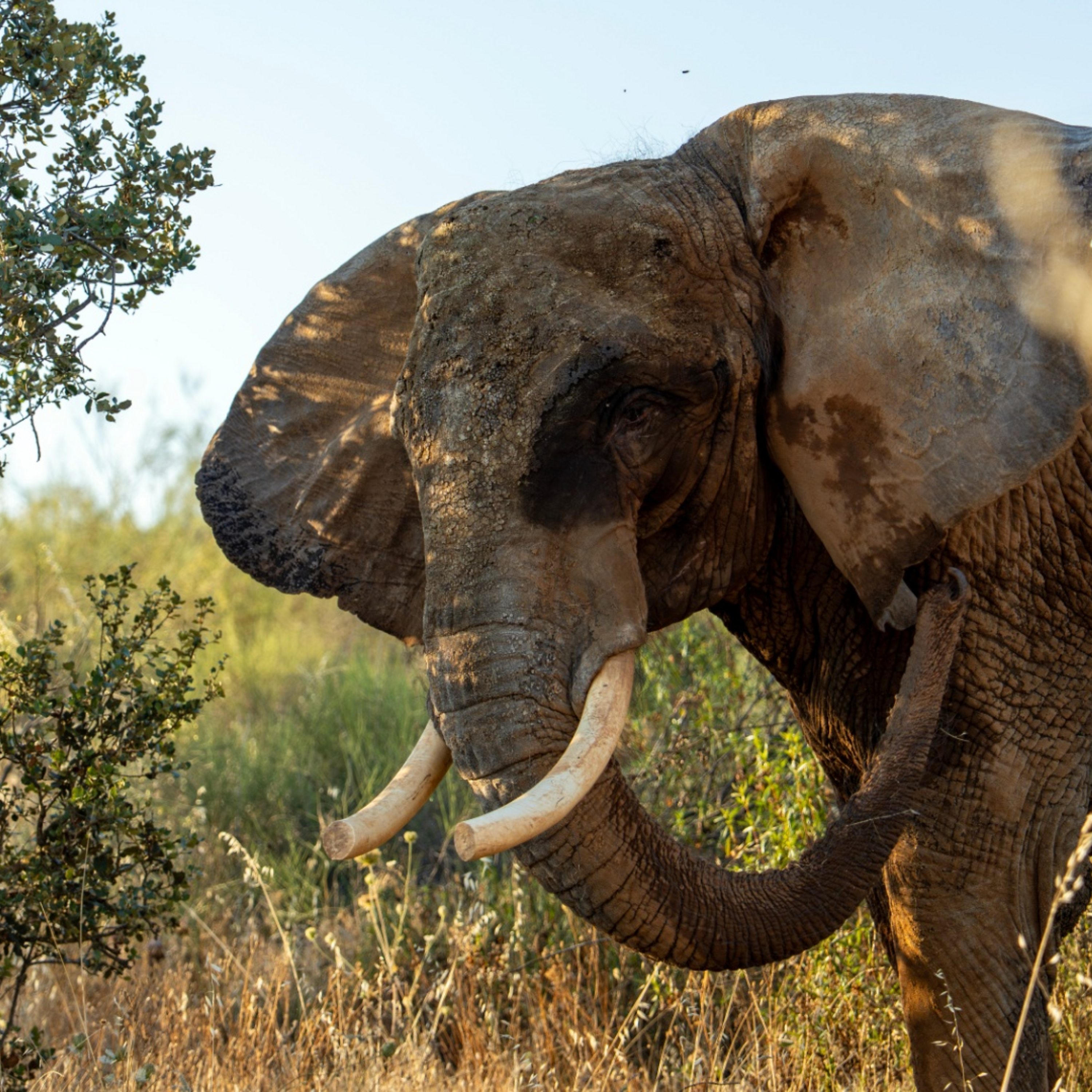 The Happy Pod: Portugal’s last circus elephant rehomed Episode cover