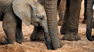 The Secret Life Of Elephants - Episode 2