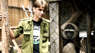 Natural World - 2009-2010: 7. Radio Gibbon