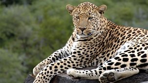 Natural World - 2009-2010: 9. The Secret Leopards
