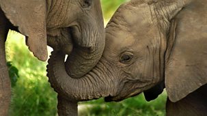 The Secret Life Of Elephants - Episode 1