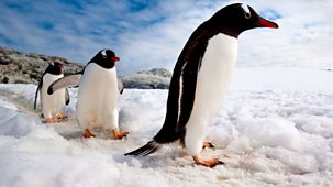 Natural World - 2005-2006: 5. Penguins Of The Antarctic