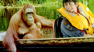 Andy's Wild Adventures - Series 2 - Orangutans