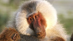 Natural World - 2012-2013 - Living With Baboons