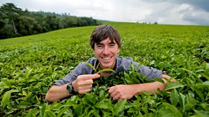 This World - The Tea Trail With Simon Reeve