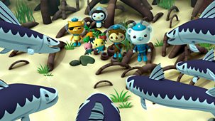 Octonauts - Series 3 - Barracudas