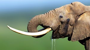 The Wonder Of Animals - Elephants