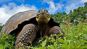 Natural World - 2015-2016: 3. Galapagos: Islands Of Change