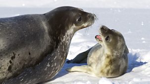 Animal Super Parents - 1. Going It Alone