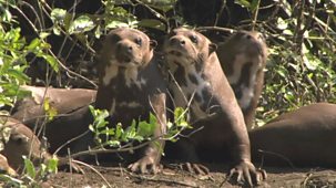Natural World - Short Versions: Raising Sancho