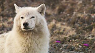 Natural World - 2007-2008: 5. White Falcon, White Wolf