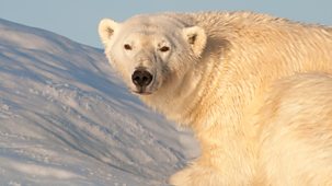 Earth's Greatest Spectacles - 2. Svalbard