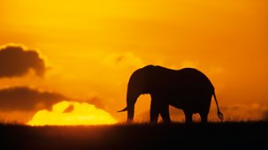 Stacey Dooley In The Usa - Tourism And The Truth: Kenya