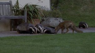 Natural World - 2007-2008: 7. Badgers - Secrets Of The Sett