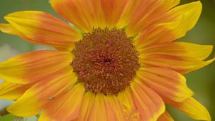 Gardeners' World - 2016: Episode 19